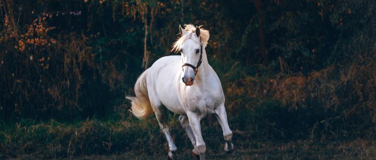 Hippocoaching, le cheval vecteur de réussite professionnelle