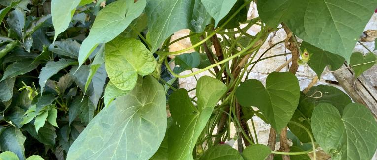 Le jardin du 31 Juillet