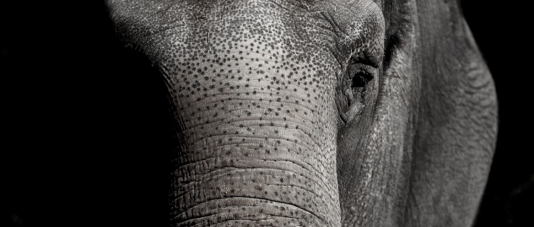 Pachydermique