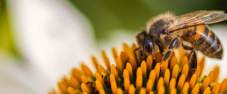 Des abeilles pour détecter des explosifs