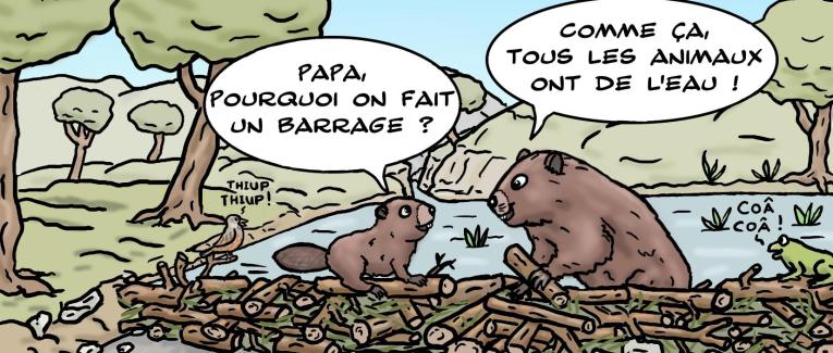les castors et la biodiversité