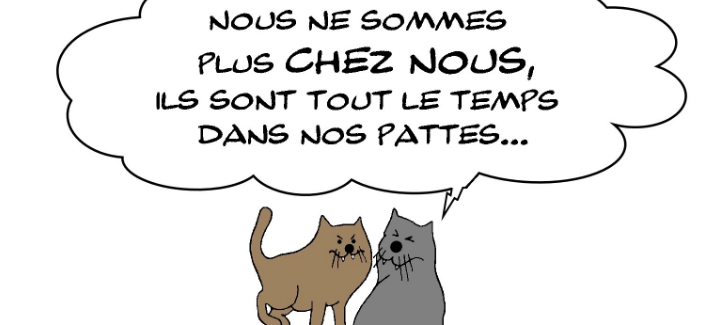 chats et confinement