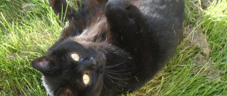 Message de Chipie : Incarnation et abandon