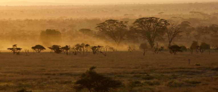 Faune sud-africaine (1)