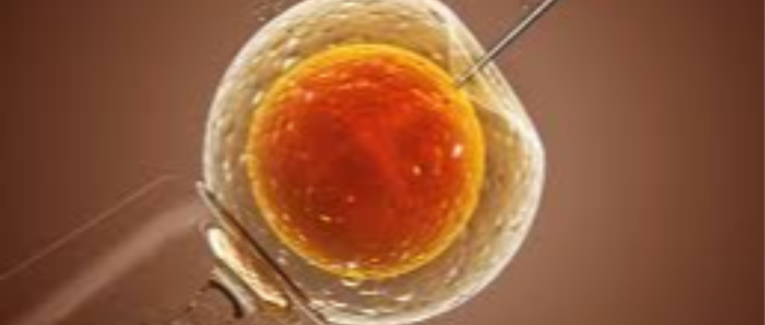 Insémination artificielle