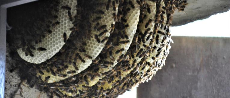 Les abeilles se souviennent de Joseph Benet