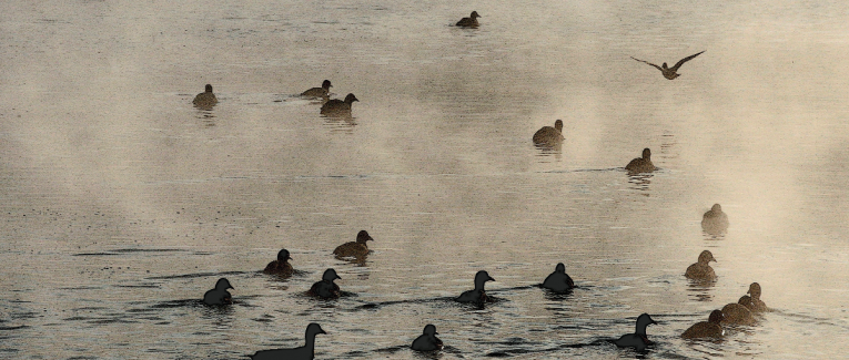 L’HOMME ET LA POÉSIE - Adresse à celui qui lit