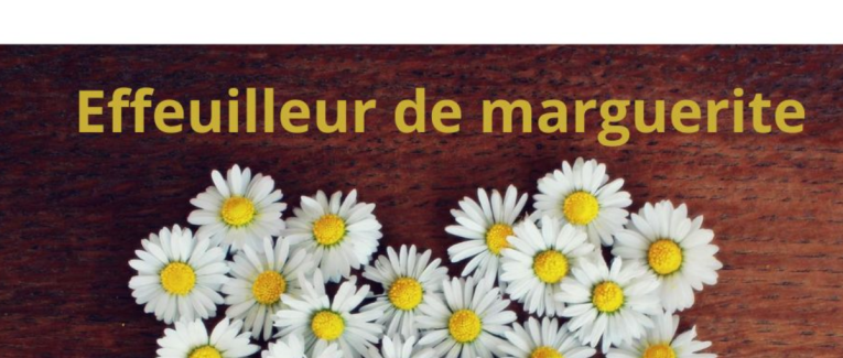 Effeuilleur de marguerite - Challenge Hebdo
