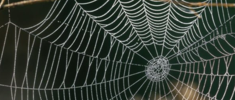 Le consensus tyrannique