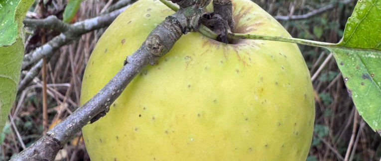 Jour n°1 #Apple #Pomme