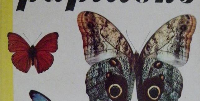 Les plus beaux papillons