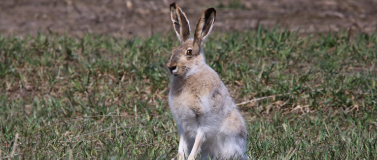 Juin: Les lapins sont exclus