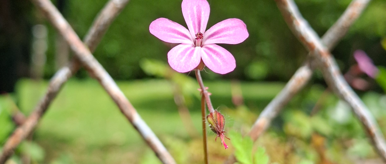 À la petite fleur sauvage