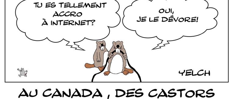 Castors fans d'internet