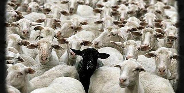 Le mouton noir