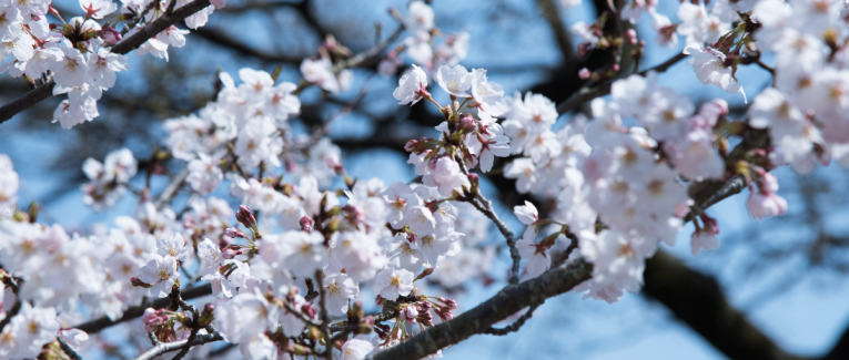 Le rêve et la dame en noir.
