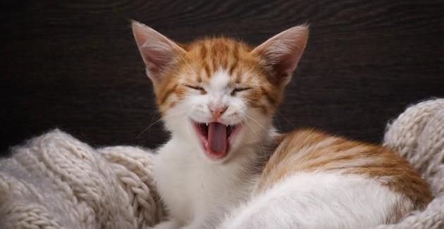 "Dans mon dico à moi...", fin de chat pitre !