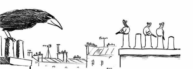 La rentrée des pigeons