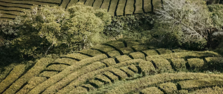 Labyrinthe