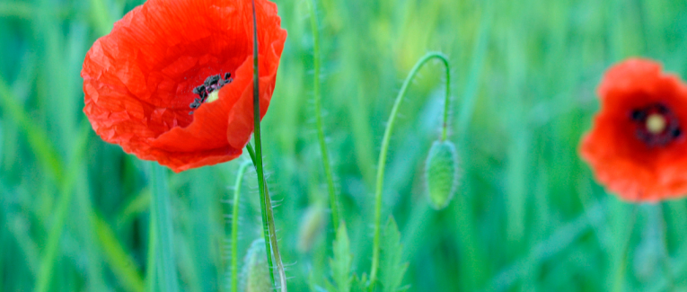 Mini expo photo 15 : Gentil coquelicot