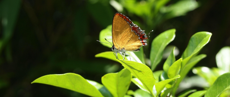 Veilleurs de passage