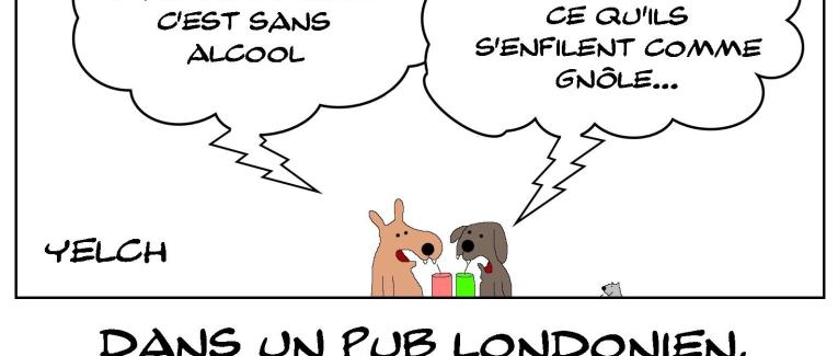 Pas d'alcool pour les clebs
