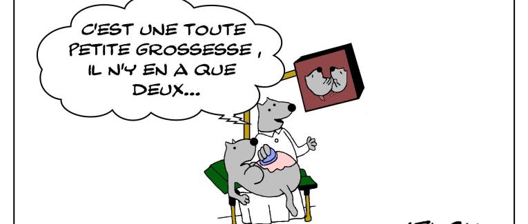 Le rat qui faisait une échographie