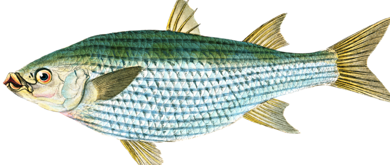 Poisson