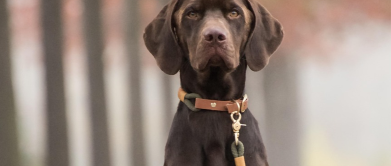 Labrador