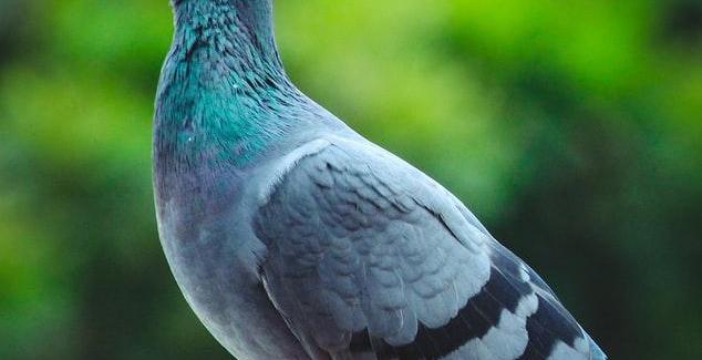 Celui qui voulait parler aux oiseaux