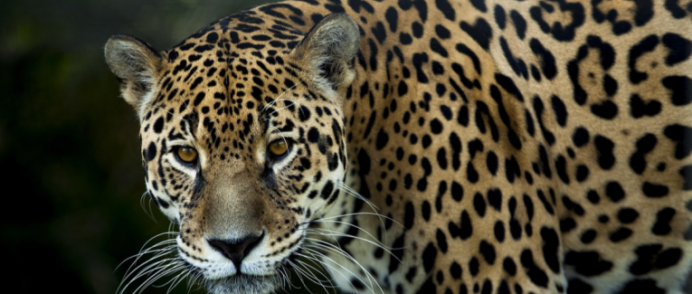 Le Jaguar