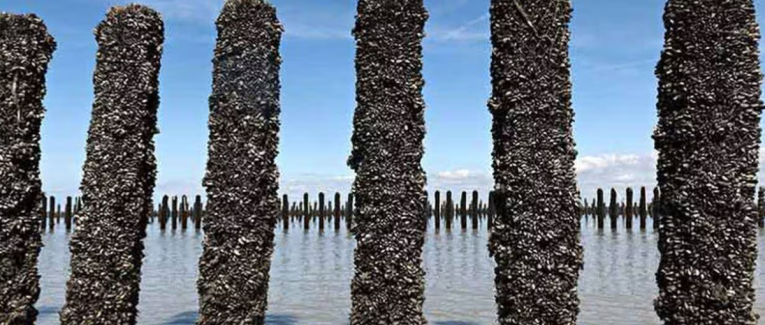 Moule