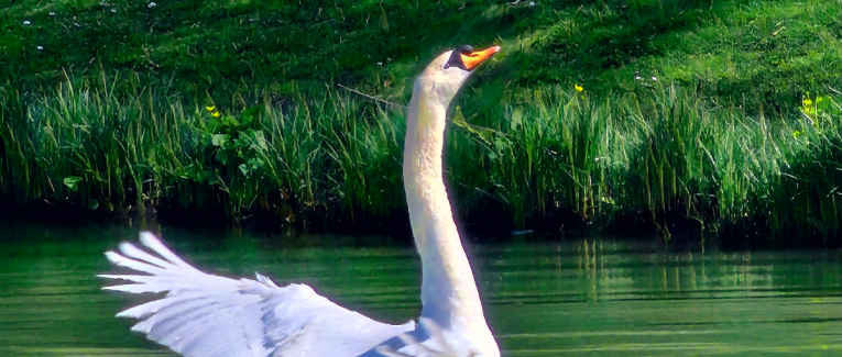 Les grâces du Printemps
