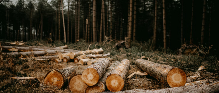 Déforestation