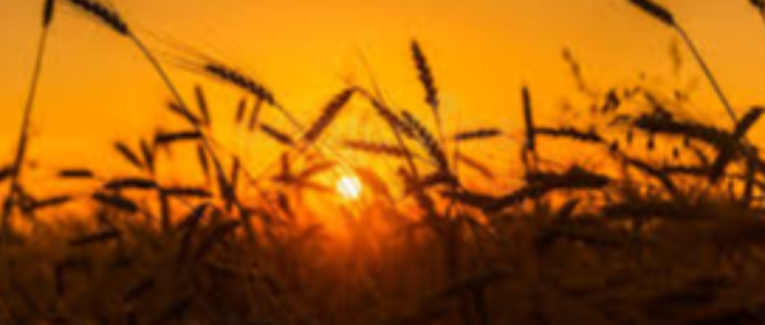 Le Chant des Sillons : Quand l'Âme de la Terre défie le Marché