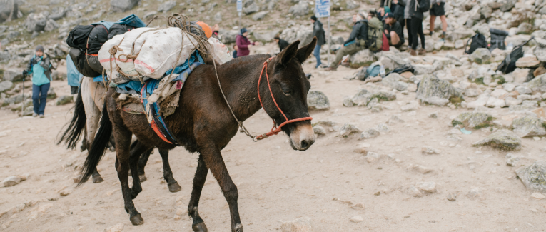 Mule