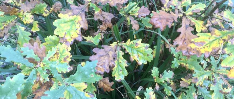 Le jardin du 25 Novembre