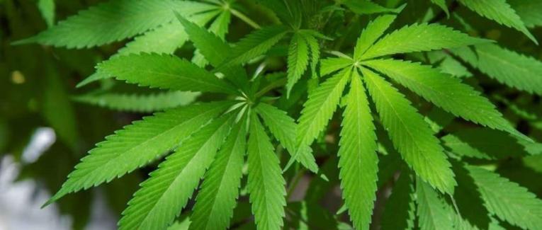 La consommation de drogues des 18-24 ans ?