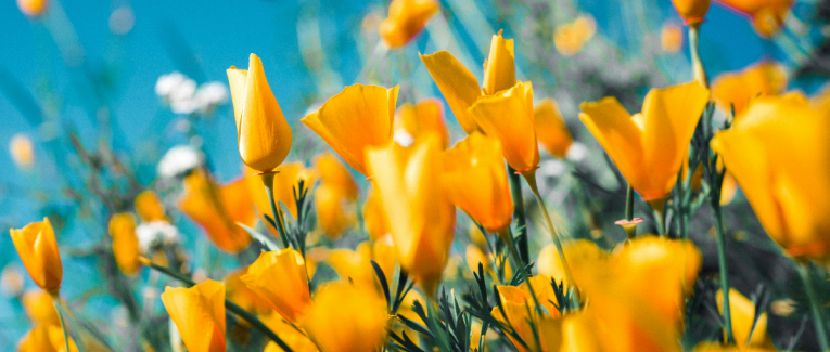 Pour vivre heureux, vivons.