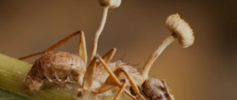 Le Champignon zombificateur