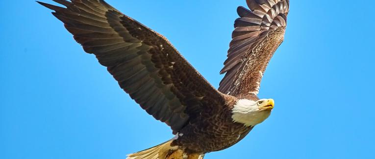 AIGLE