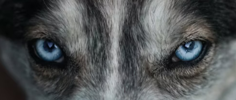 Loup