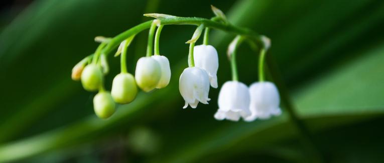 Muguet (01/05/2020)