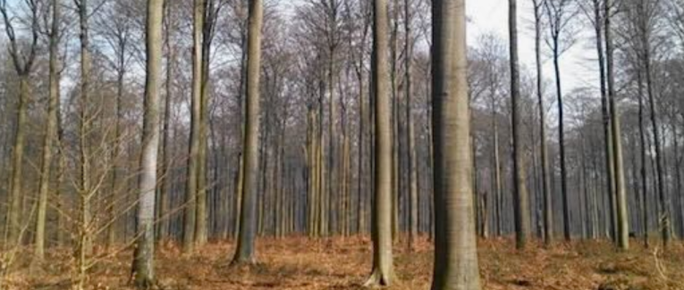 Le livre, ce hêtre vivant