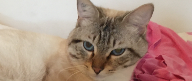 Pensées de Chat