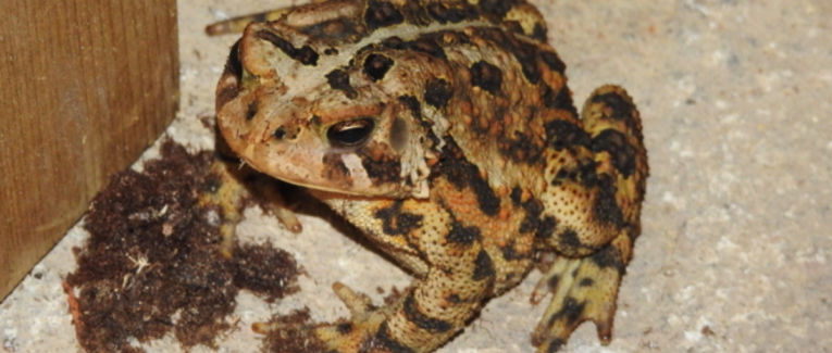 Sur la route un crapaud (chanson)