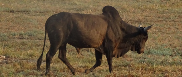 Zébu