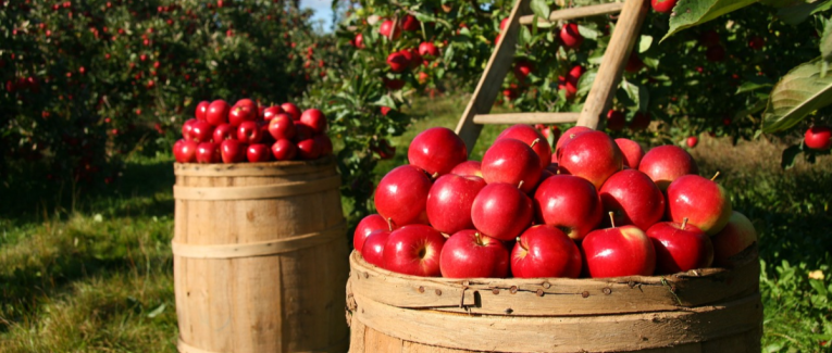 Raconte la vie d'une pomme !