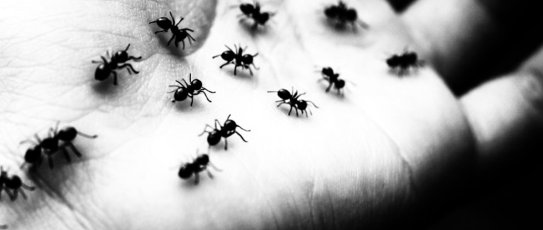 Episode 1 : Les fourmis