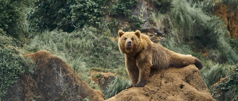 Ours